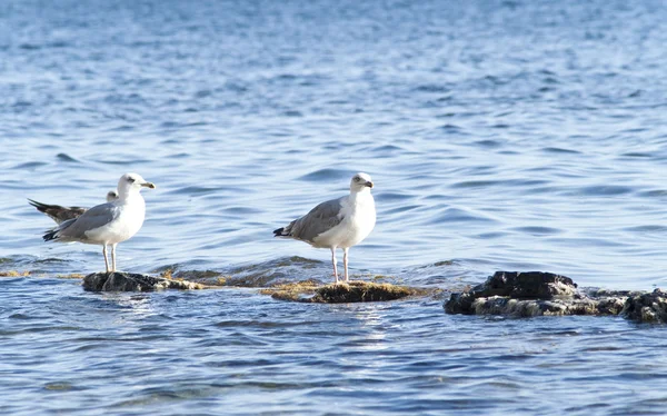 Meeuwen op de rots — Stockfoto