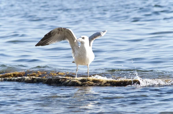 Mouette sur le rocher — Photo