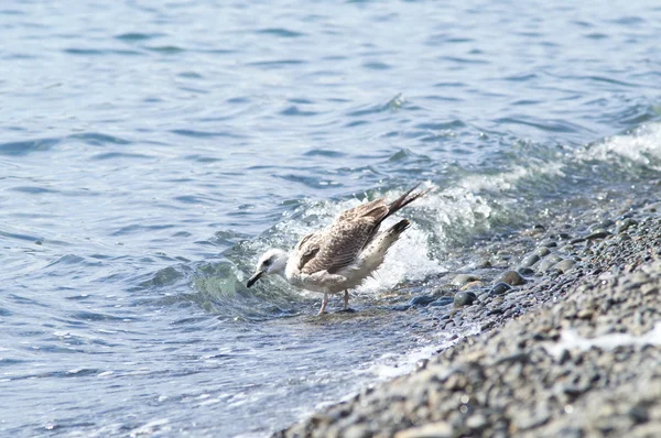 Young seagull bathing — Stock Photo, Image