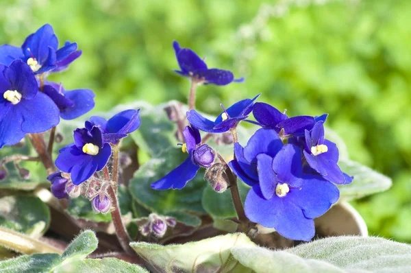 Violette Viola Blüten — Stockfoto