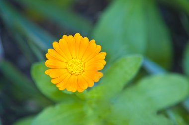 Calendula portakal çiçeği