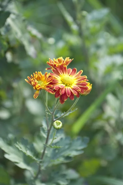 Flores de crisantemo — Foto de Stock