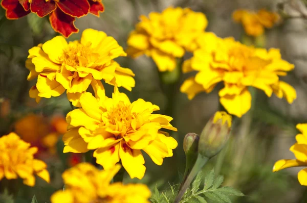Kırmızı ve sarı kadife çiçeği çiçek — Stok fotoğraf