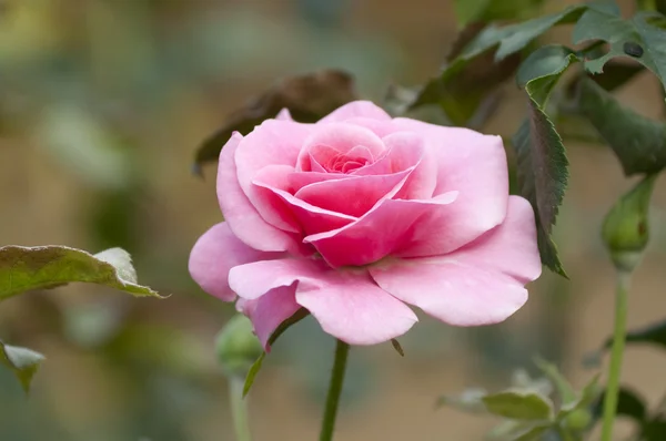 Pink rose in a garden Stock Picture