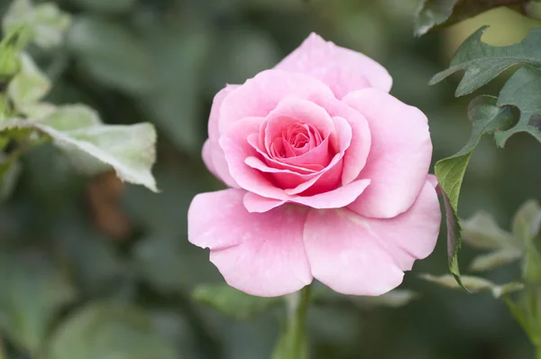 Розовая роза на зеленом фоне Лицензионные Стоковые Изображения