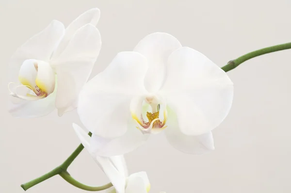 Witte orchidee bloemen — Stockfoto