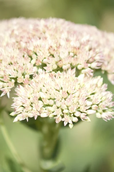 Yarrow common herb — Stock Photo, Image