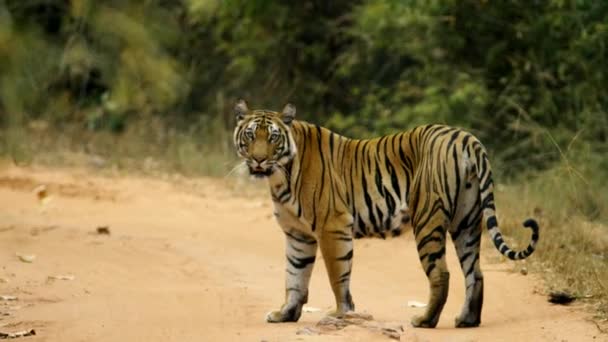 Tigre Selvagem Caminhando Para Frente Direção Câmera — Vídeo de Stock