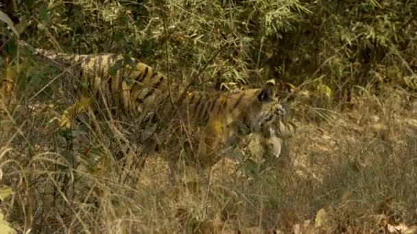 Predator Bengal Tiger Drags Deer Prey Jungle — Stock Video