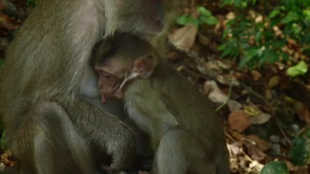 モンキー マカク熱帯雨林の小さな赤ちゃんを育てる プーケット — ストック動画