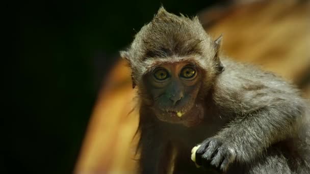 Petit Singes Mange Sur Arbre Phuket Thaïlande — Video