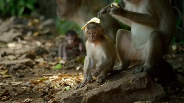 Anne Çocuk Maymunu Yemek Yiyor Phuket Tayland Güney Domuzu Nun — Stok video
