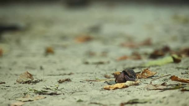 Lucertola Gigante Varanus Salvator Macromaculatus Boschetto Erba Nella Giungla Cerca — Video Stock