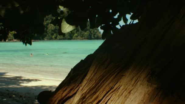 海岸を這うカニの群れ シミラン国立公園 パンガー — ストック動画