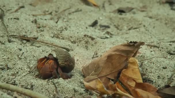 Granchio Eremita Strisciante Sulla Spiaggia Similan National Park Phang Nga — Video Stock