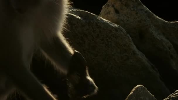 Macaque Macaca Arctoides Wykorzystuje Narzędzie Łamanie Powłoki Uderzając Nią Kostki — Wideo stockowe