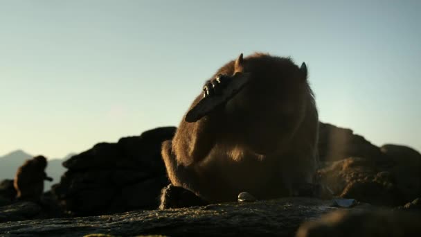Macaque Macaca Arctoides Gebruikt Een Gereedschap Het Breken Van Een — Stockvideo