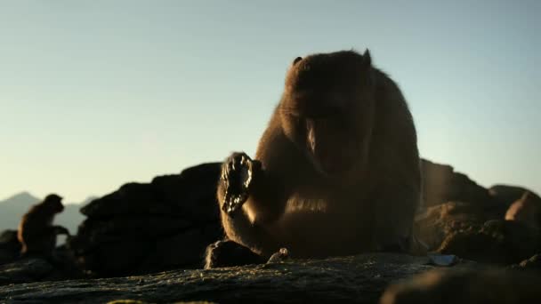 Macaque Macaca Arctoides Usa Uma Ferramenta Quebrar Uma Concha Batendo — Vídeo de Stock
