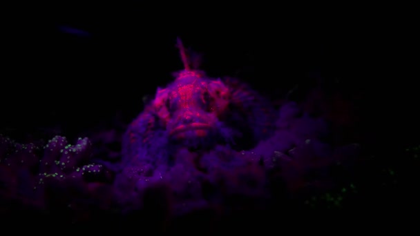 Pez Escorpión Con Algas Fluorescentes Rojas Parecen Ser Disfraz Perfecto — Vídeos de Stock