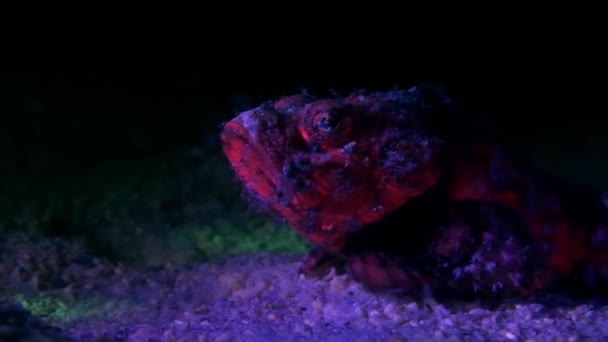 Deniz Tabanında Kamufle Olmuş Kırmızı Floresan Yosunlu Akrep Balığı Pusuda — Stok video