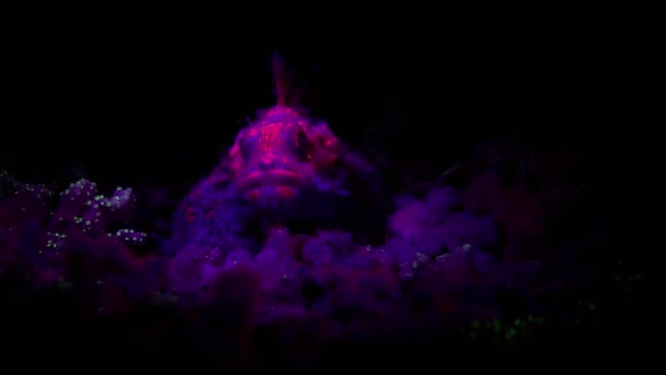 Scorpionfish Com Algas Fluorescentes Vermelhas Parecem Ser Disfarce Perfeito Camuflado — Vídeo de Stock