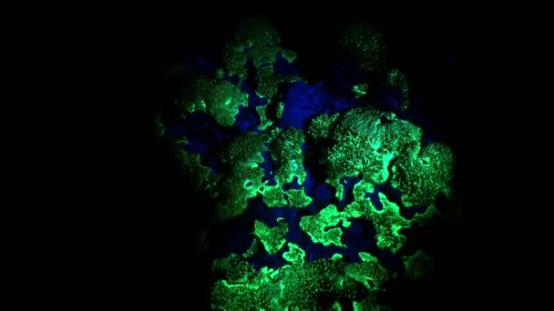 Nocny Strzał Krajobraz Morski Świetle Ultrafioletowym Fluorescencyjnym Koralowcem Rafie Koralowej — Wideo stockowe