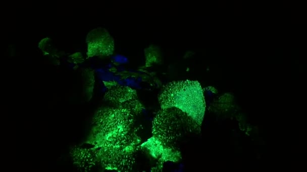 Ночная Съемка Морской Пейзаж Ультрафиолетовым Светом Флуоресцентными Кораллами Коралловом Рифе — стоковое видео