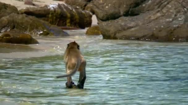 Porträtt Apa Sitter Rev Klippa Mot Vid Havet Stranden Monkey — Stockvideo