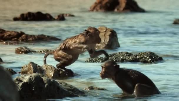 Sea Monkeys Simmar Vackra Asiatiska Paradiset Blå Himmel Tropisk Kust — Stockvideo