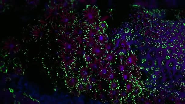 Foto Nocturna Paisaje Marino Bajo Luz Ultravioleta Con Coral Fluorescente — Vídeo de stock