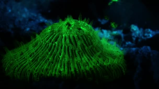 Nachtschot Zeegezicht Onder Ultraviolet Licht Met Fluorescerend Koraal Koraalrif Koh — Stockvideo