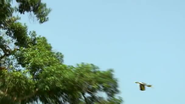 泰国普吉岛霍索克国家公园雨林中山脉上空 一只犀鸟在目视的高度飞行 — 图库视频影像