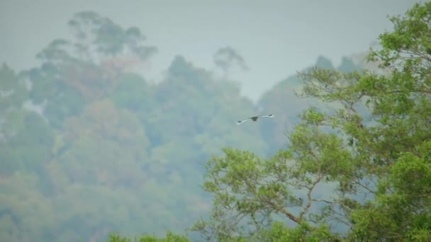 Ein Hornvogel Fliegt Auf Augenhöhe Über Den Regenwaldberg Khao Sok — Stockvideo
