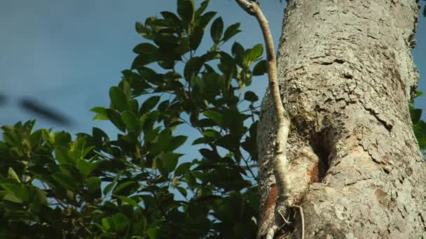 Primer Plano Male Great Hornbill Buceros Bicornis Haciendo Nido Árbol — Vídeo de stock