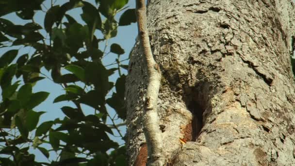 Close Male Great Hornbill Buceros Bicornis Making Hole Nest Tree — Stock Video