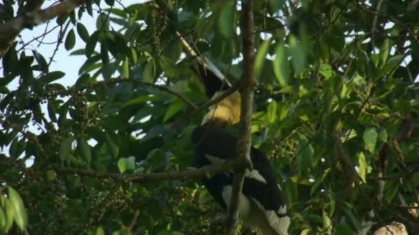 Hornbill Pássaro Ramo Árvore Comer Alimentos Com Céu Azul Khao — Vídeo de Stock