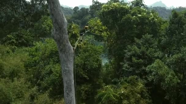 Junges Riesenhornvogel Buceros Bicornis Entspannt Sich Auf Einem Zweig Khao — Stockvideo