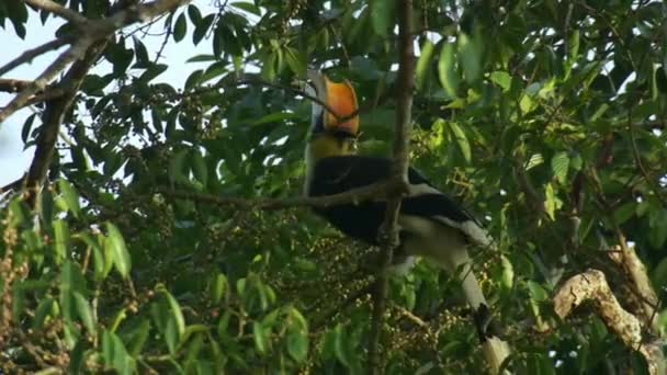 Hornbill Pták Větvi Stromu Jíst Potraviny Modrou Oblohou Parku Khao — Stock video