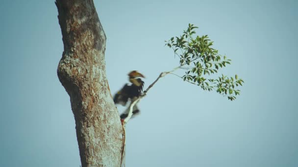 Close Male Great Hornbill Buceros Bicornis Feeding His Chick Female — Stock Video