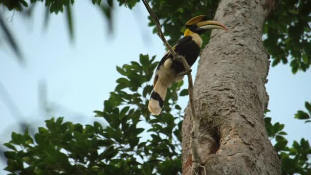 Juvenile Great Hornbill Buceros Bicornis Relaxující Větvi Parku Khao Sok — Stock video