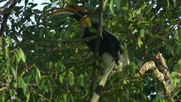 Juvenile Great Hornbill Buceros Bicornis Relaksujący Się Oddziale Parku Narodowym — Wideo stockowe
