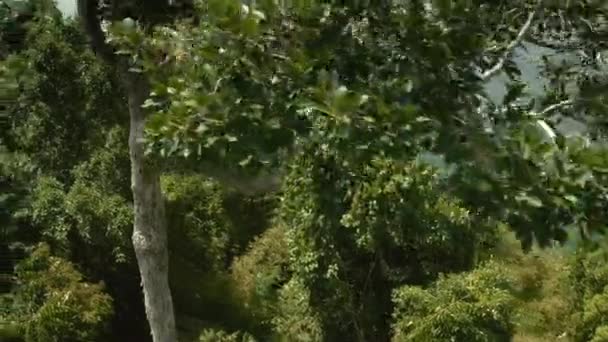 Junges Riesenhornvogel Buceros Bicornis Entspannt Sich Auf Einem Zweig Khao — Stockvideo
