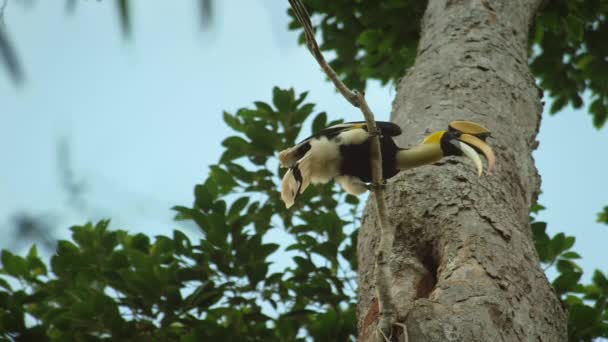 Fechar Masculino Grande Hornbill Buceros Bicornis Alimentando Seu Pinto Fêmea — Vídeo de Stock