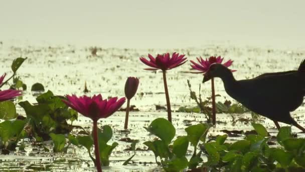 Fåglar Söker Mat Blommande Lotusblommor Sjö Songkhla Lake Songkhla Thailand — Stockvideo