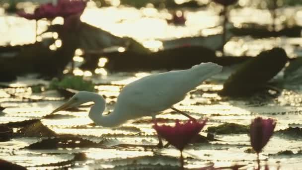 泰国Songkhla Songkhla湖中盛开的荷花湖中寻找食物的鸟类 — 图库视频影像