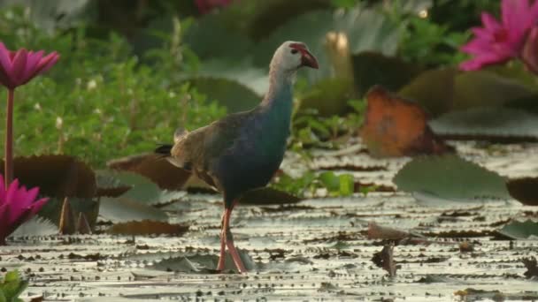 Πουλιά Ψάχνουν Τρόφιμα Στην Ανθισμένη Λίμνη Λουλουδιών Λωτού Στη Λίμνη — Αρχείο Βίντεο