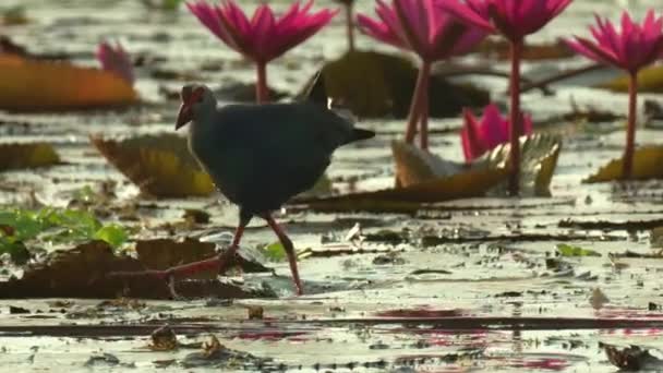 泰国Songkhla Songkhla湖中盛开的荷花湖中寻找食物的鸟类 — 图库视频影像
