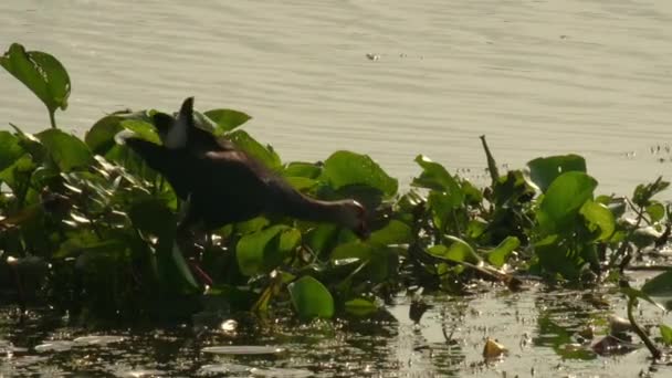泰国Songkhla Songkhla湖中盛开的荷花湖中寻找食物的鸟类 — 图库视频影像