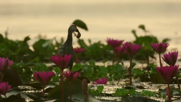 泰国Songkhla Songkhla湖中盛开的荷花湖中寻找食物的鸟类 — 图库视频影像