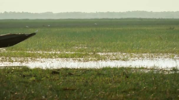 Ene 2016 Granjero Local Barco Lago Poco Profundo Songkhla Lake — Vídeo de stock